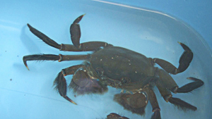 Yamataro-crab