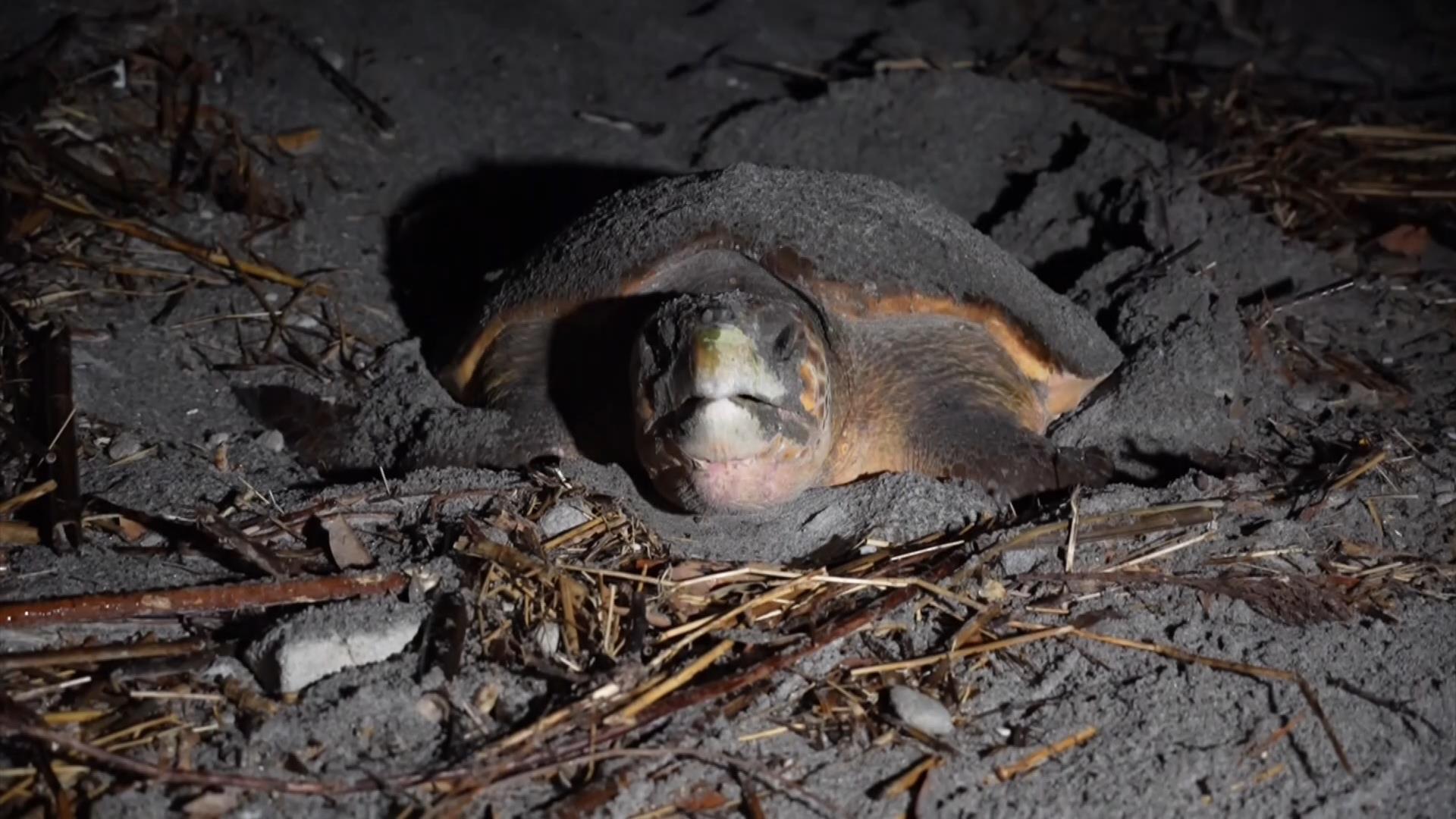 �ucame back ����l�v���u�s