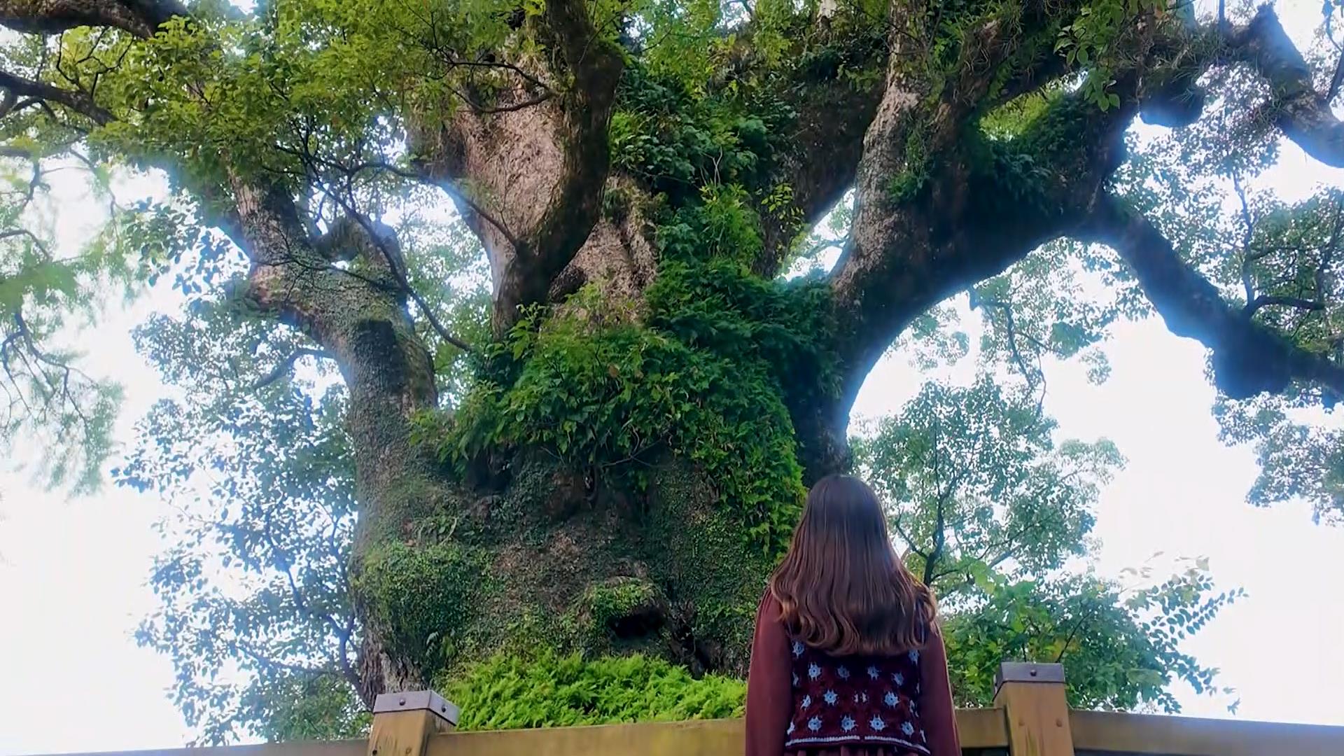 �u�����Ɉ��͂���񂩁v���ǎs