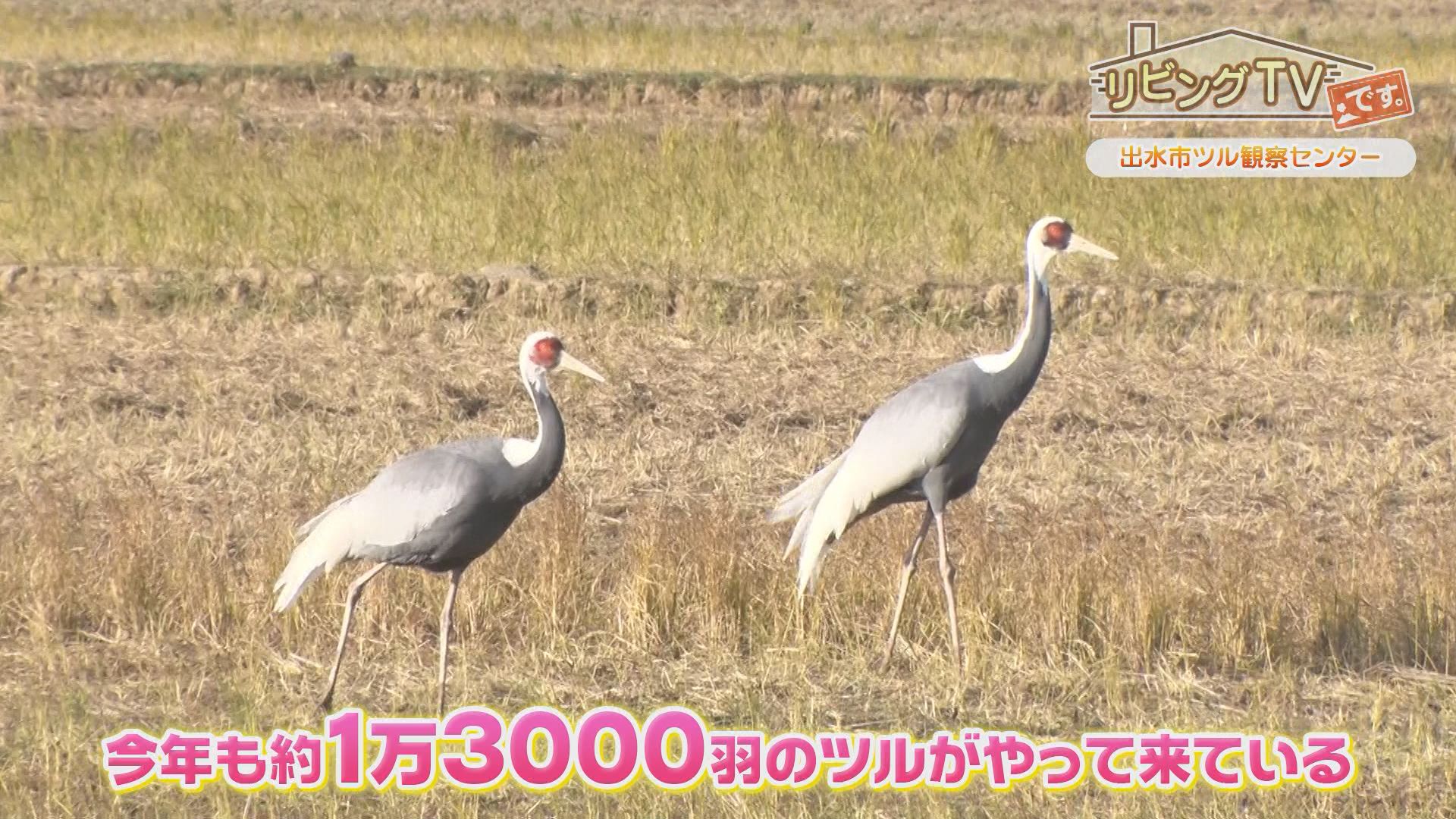 KKB鹿児島放送 | ですです。 | 毎週金曜日毎週金曜日午前9時55分～生放送