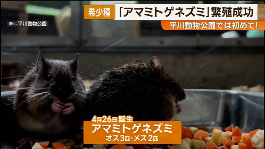 KKB NEWS