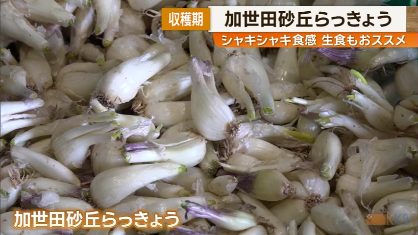 KKB NEWS