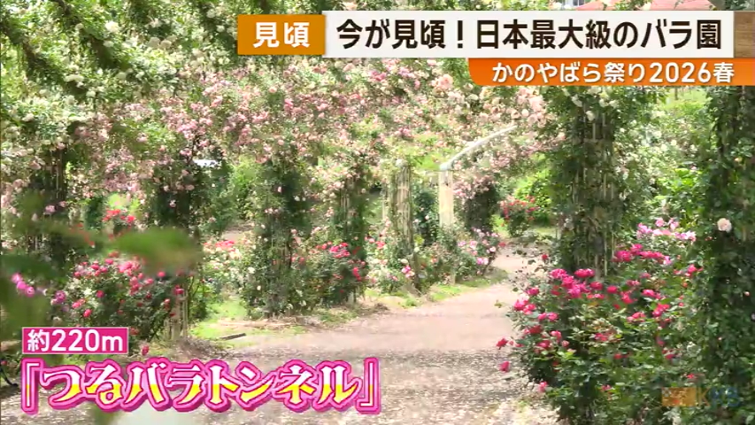 KKB NEWS