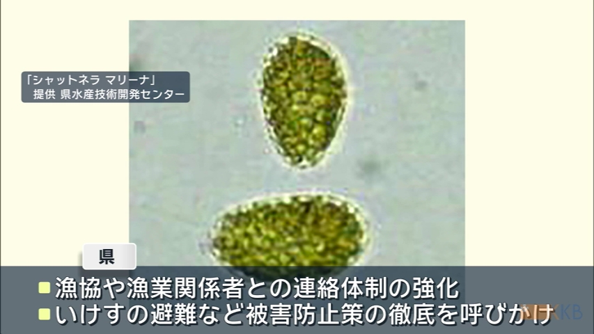 KKB NEWS