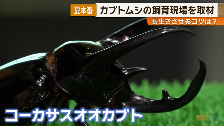 KKB NEWS