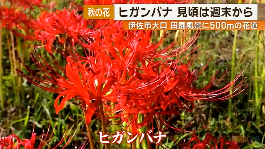 KKB NEWS