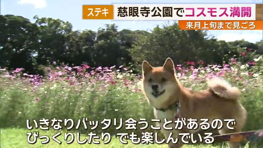 KKB NEWS